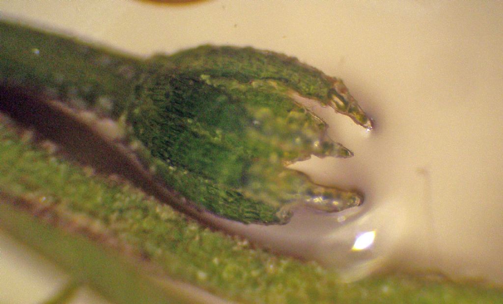 Verosimile Chara globularis - messaggio interdisciplinare