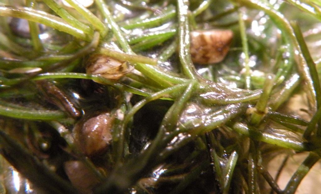 Verosimile Chara globularis - messaggio interdisciplinare