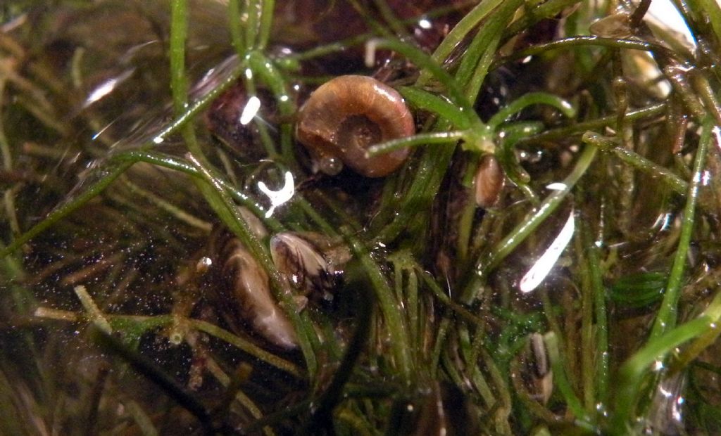 Verosimile Chara globularis - messaggio interdisciplinare