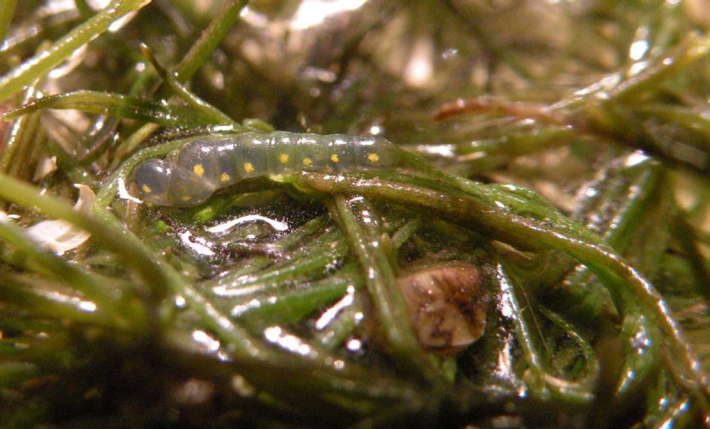 Verosimile Chara globularis - messaggio interdisciplinare