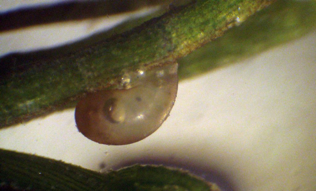 Verosimile Chara globularis - messaggio interdisciplinare