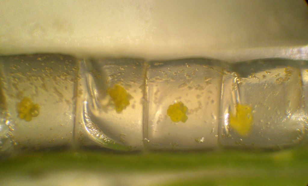 Verosimile Chara globularis - messaggio interdisciplinare