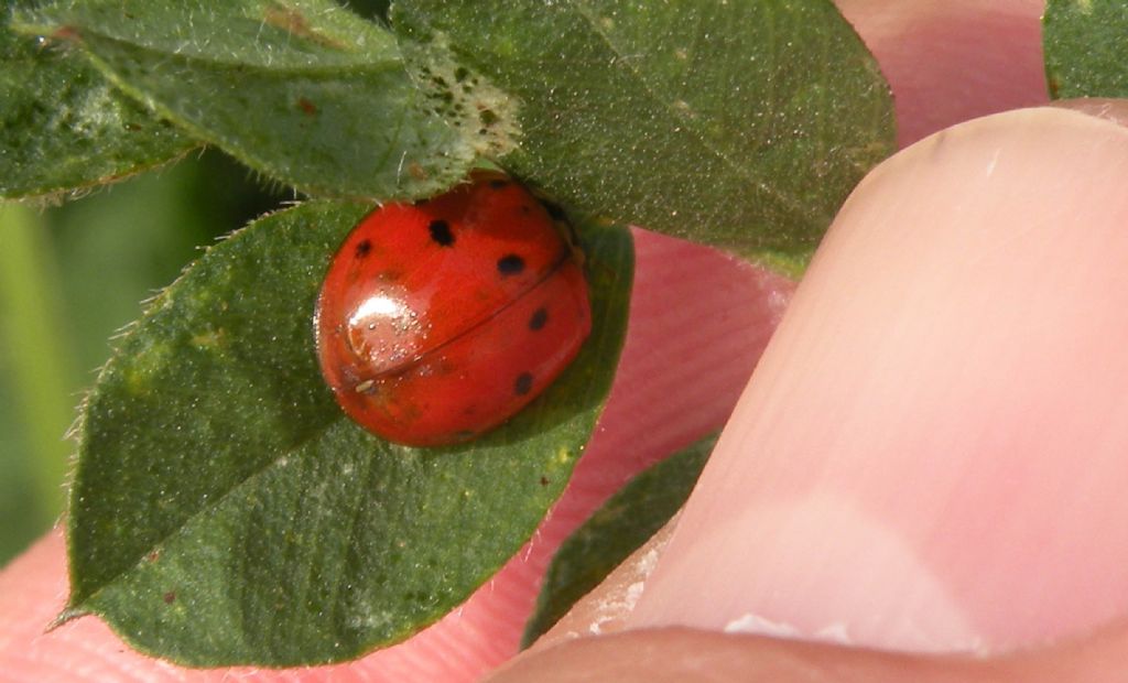 Potrebbe essere Adalia decempunctata? No, Harmonia axiridis