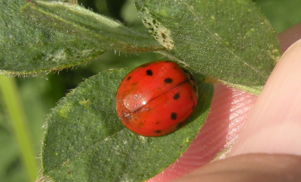 Potrebbe essere Adalia decempunctata? No, Harmonia axiridis