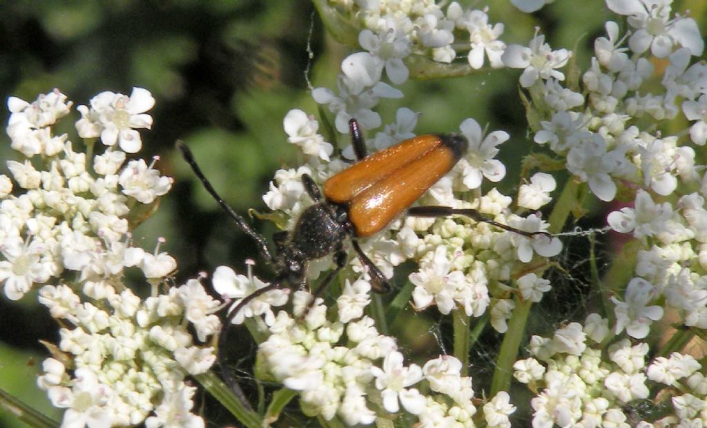 Anastrangalia cfr. dubia? No, Paracorymbia fulva, maschio