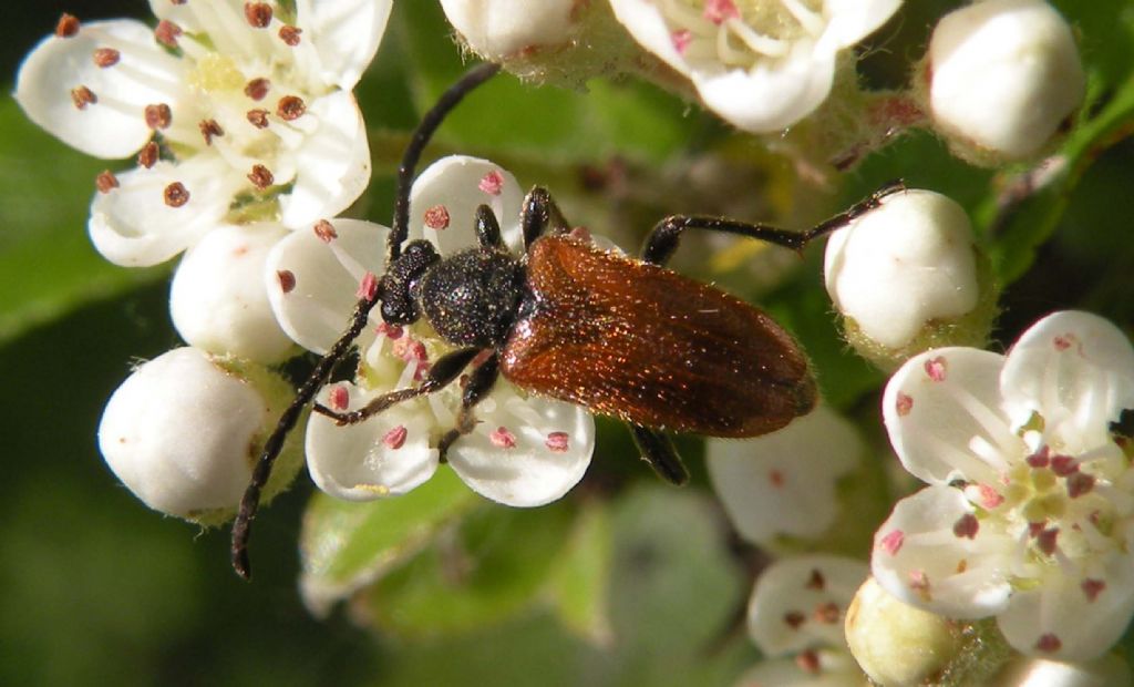 Anastrangalia cfr sanguinolenta? No, Pseudovadonia livida