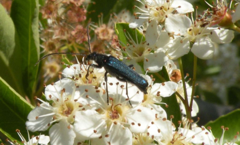 Oedemeridae: forse Anogcodes ruficollis? S, maschio.