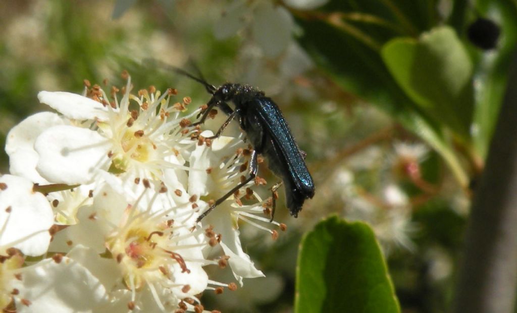 Oedemeridae: forse Anogcodes ruficollis? S, maschio.