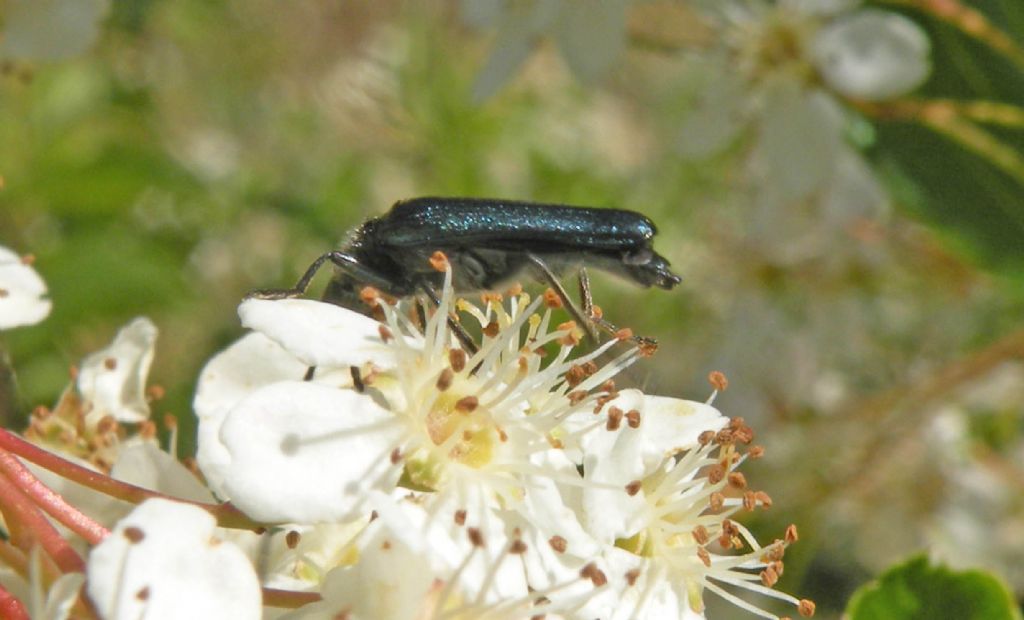 Oedemeridae: forse Anogcodes ruficollis? S, maschio.