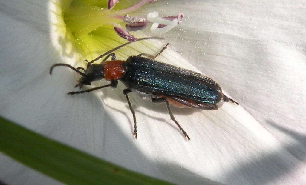 Oedemeridae: Anogcodes ruficollis, femmina? S.