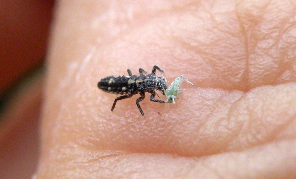 Giovane Calvia quatuordecimguttata?