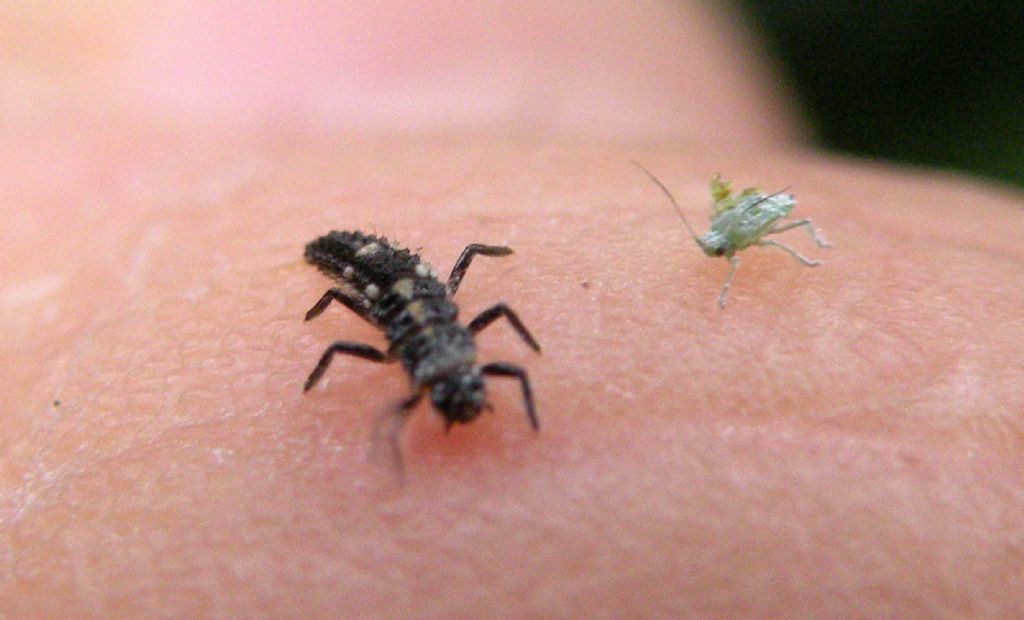 Giovane Calvia quatuordecimguttata?