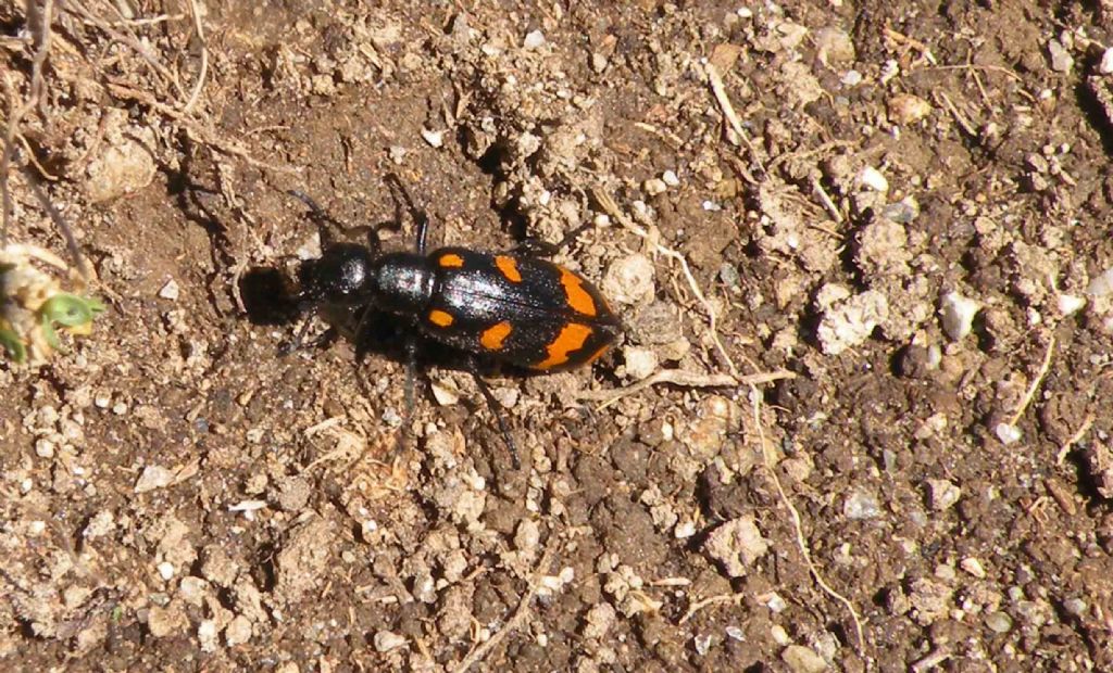 Monte Bianco: Meloidae, Hycleus polymorphus