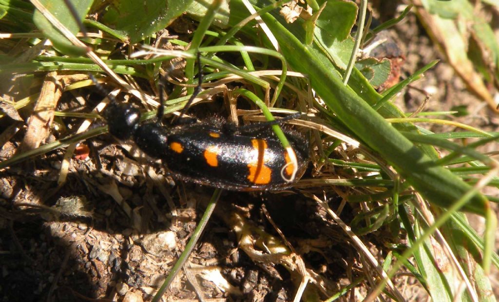 Monte Bianco: Meloidae, Hycleus polymorphus