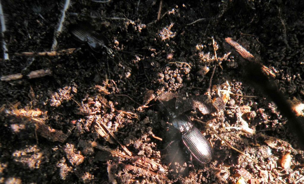 Carabidae: Pterostichus sp.