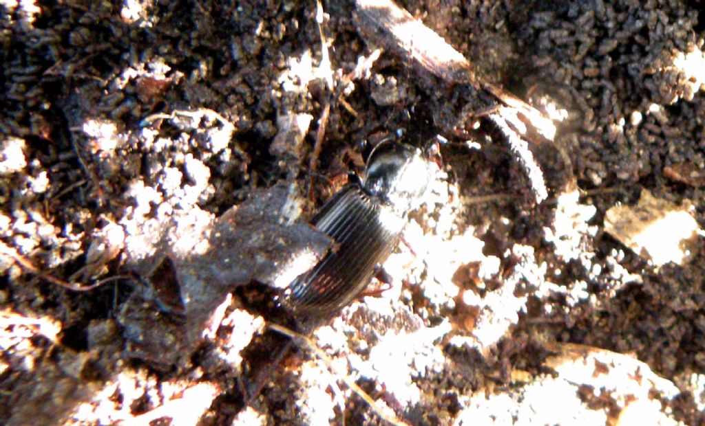 Carabidae: Pterostichus sp.