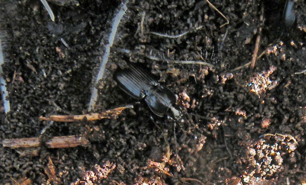 Carabidae: Pterostichus sp.