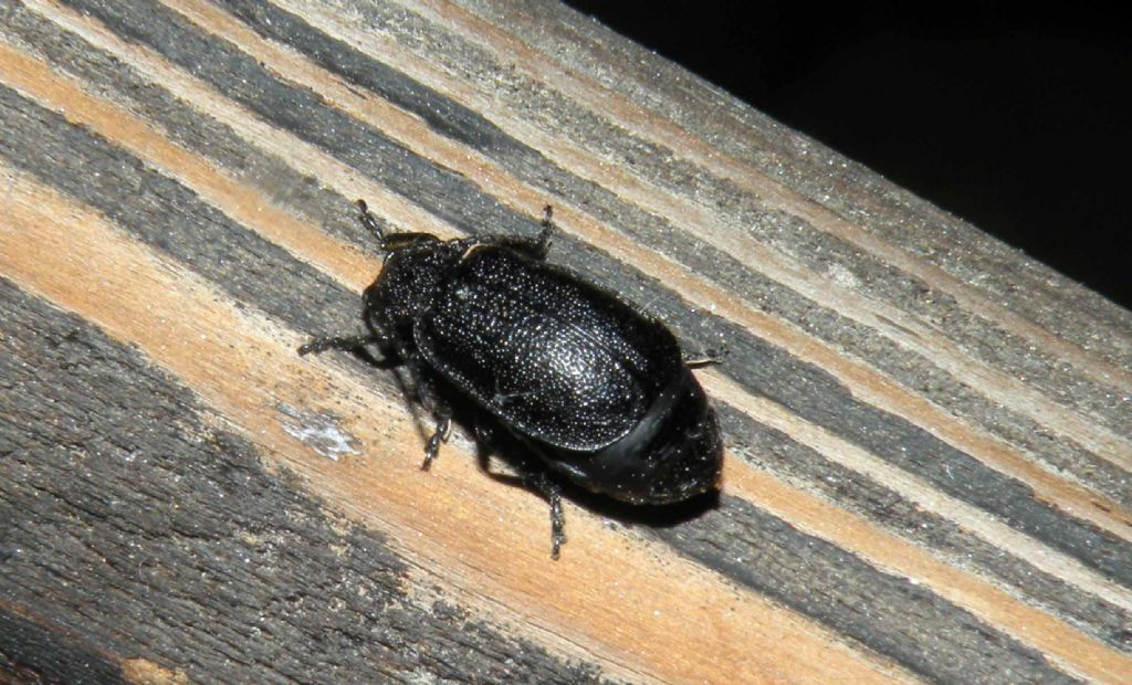 Di notte in Val d''Aosta: Galeruca tanaceti