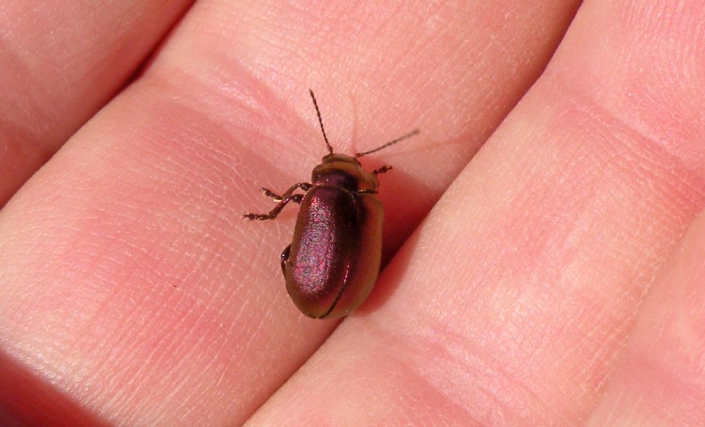 Chrysomelidae violaceo: Oreina cacaliae ab. cyanipennis? No, Oreina sp.