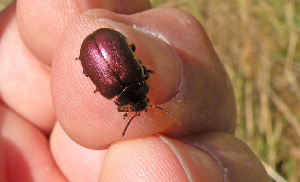 Chrysomelidae violaceo: Oreina cacaliae ab. cyanipennis? No, Oreina sp.