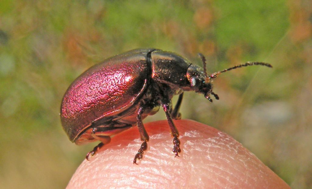 Chrysomelidae violaceo: Oreina cacaliae ab. cyanipennis? No, Oreina sp.