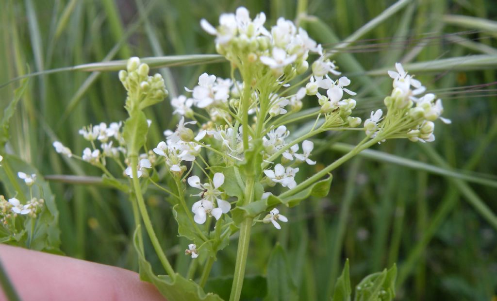 Quale Brassicaceae? Lepidium draba