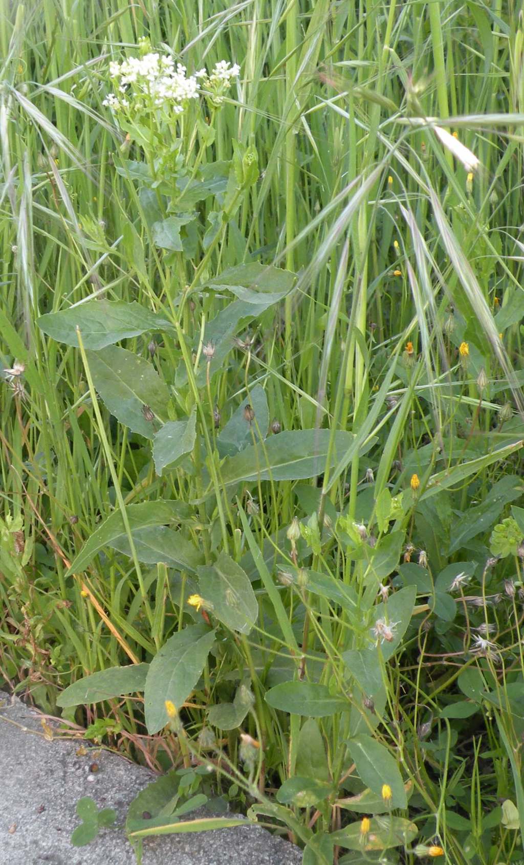 Quale Brassicaceae? Lepidium draba