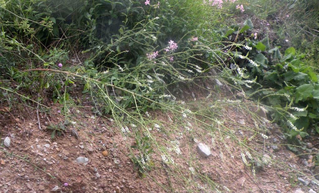 Trigonella alba al Passo del Cerreto?  S