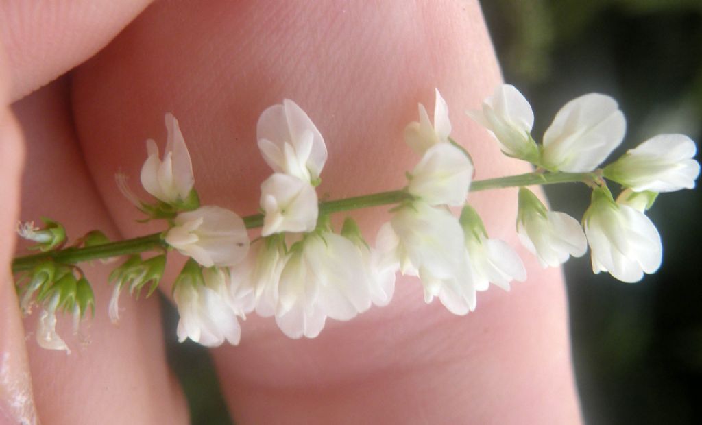 Trigonella alba al Passo del Cerreto?  S