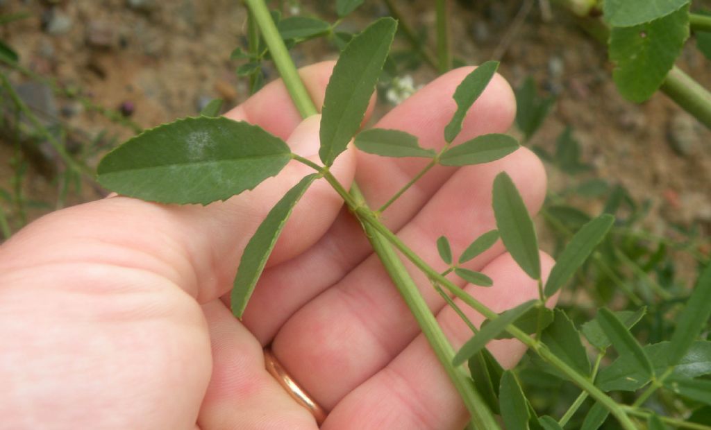 Trigonella alba al Passo del Cerreto?  S