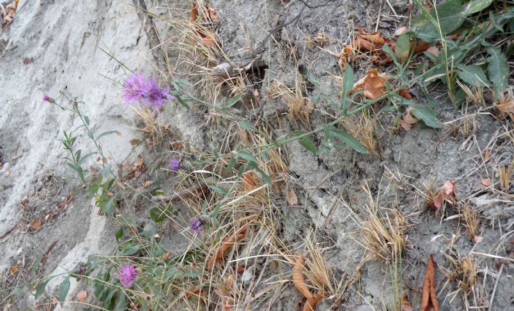 Oso dire: Centaurea triumfettii?  No, Centaurea arrigonii