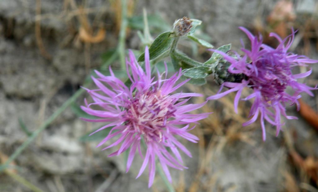 Oso dire: Centaurea triumfettii?  No, Centaurea arrigonii