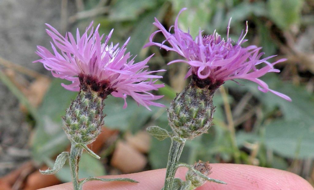 Oso dire: Centaurea triumfettii?  No, Centaurea arrigonii