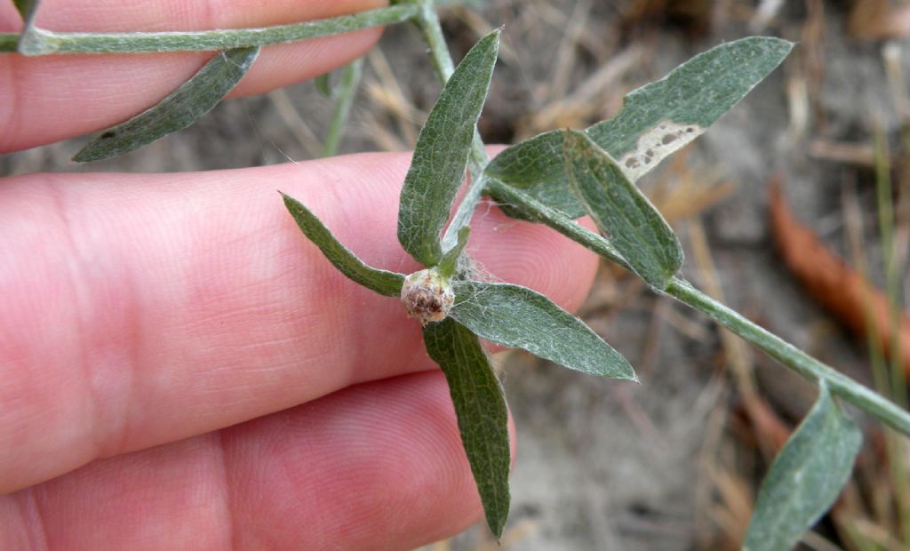 Oso dire: Centaurea triumfettii?  No, Centaurea arrigonii