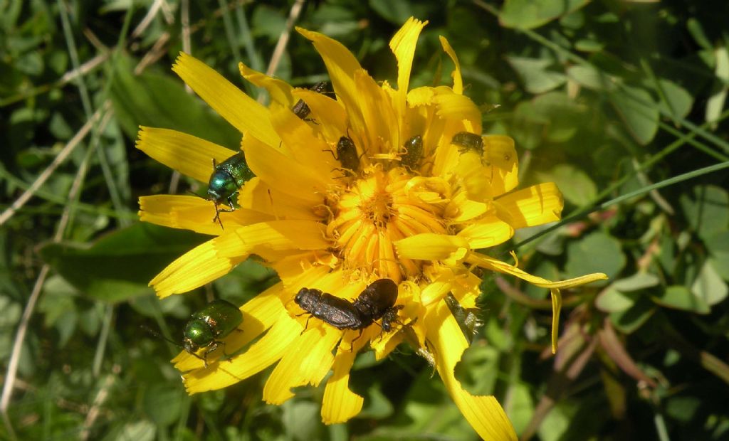 L''abbuffata: Dasytidae?