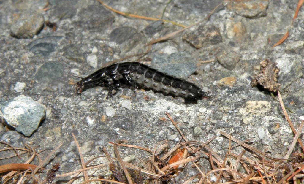 Non  una lucciola...ma una larva di Carabidae: Carabus sp.