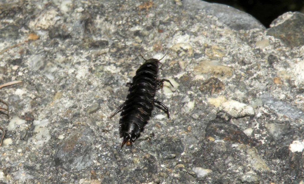 Non  una lucciola...ma una larva di Carabidae: Carabus sp.