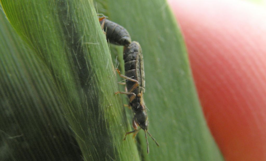 Sembrano neanidi, ma... No, adulti brachitteri: Dimorphopterus sp. (Lygaeidae)