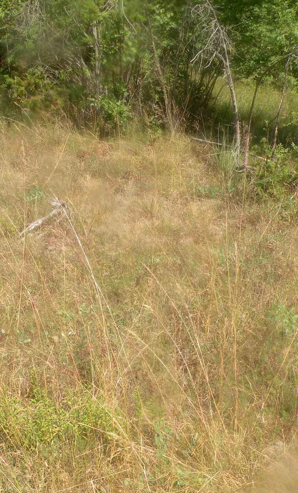 Forse Chrysopogon gryllus?