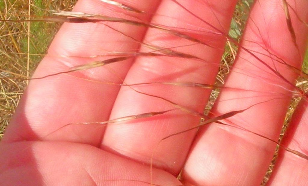 Forse Chrysopogon gryllus?