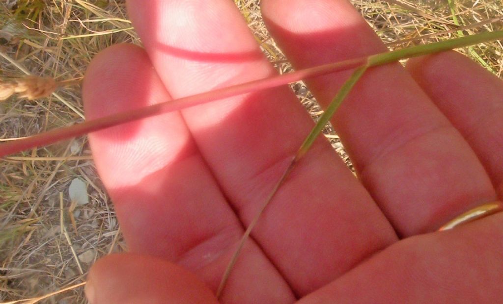 Forse Chrysopogon gryllus?