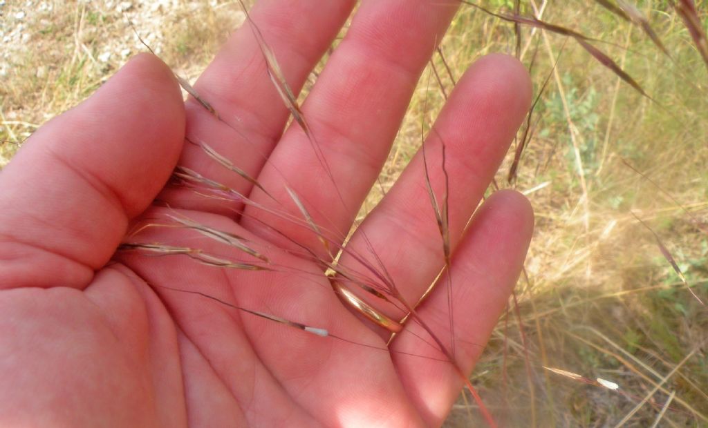 Forse Chrysopogon gryllus?