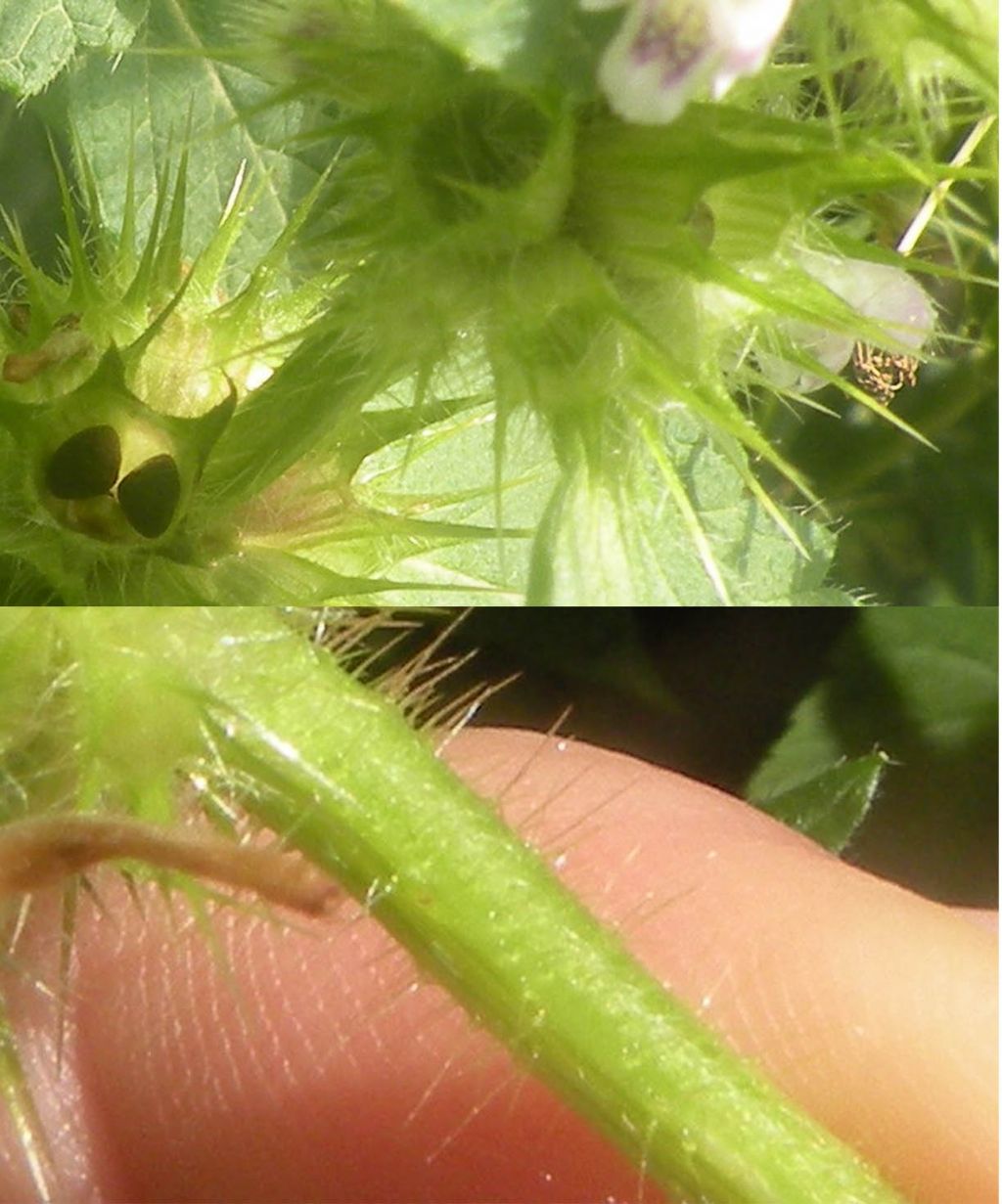 Lamiacea con eterottero:  Galeopsis cfr. segetum