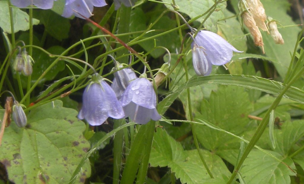 Campanula cochleariifolia?  S�
