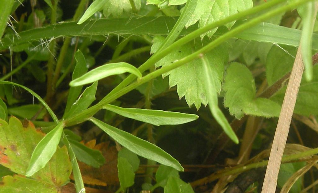 Campanula cochleariifolia?  S�