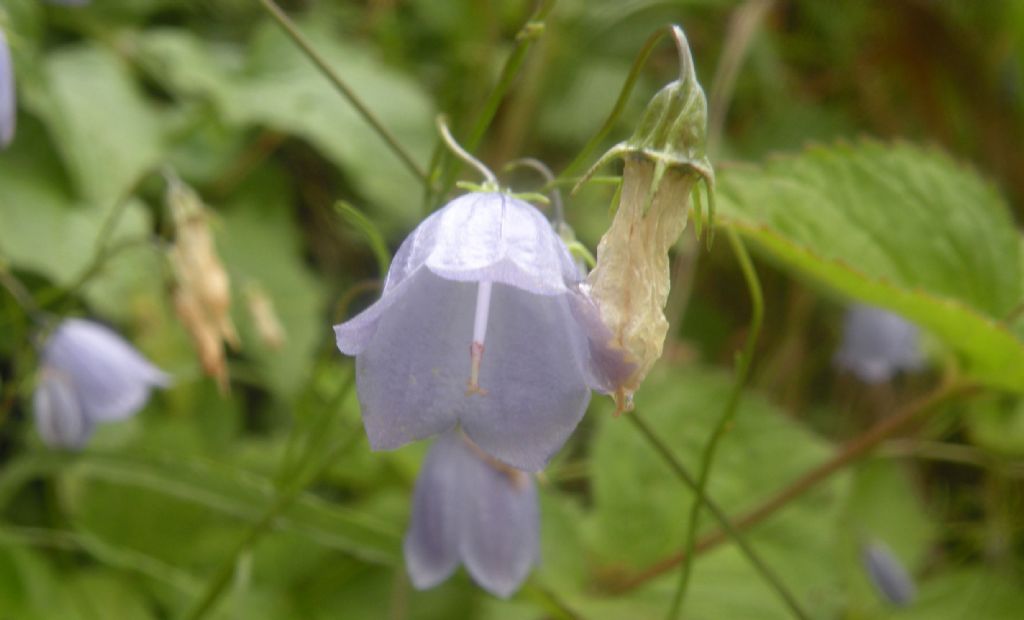 Campanula cochleariifolia?  S�