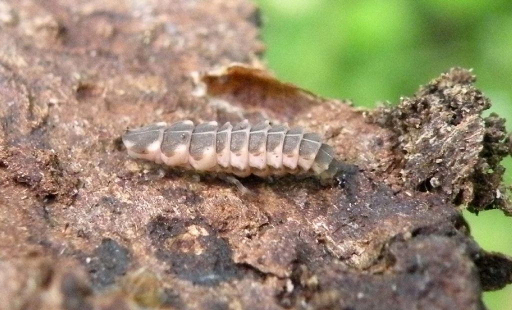 Lampyridae: larva di Nyctophila molesta (cfr.)