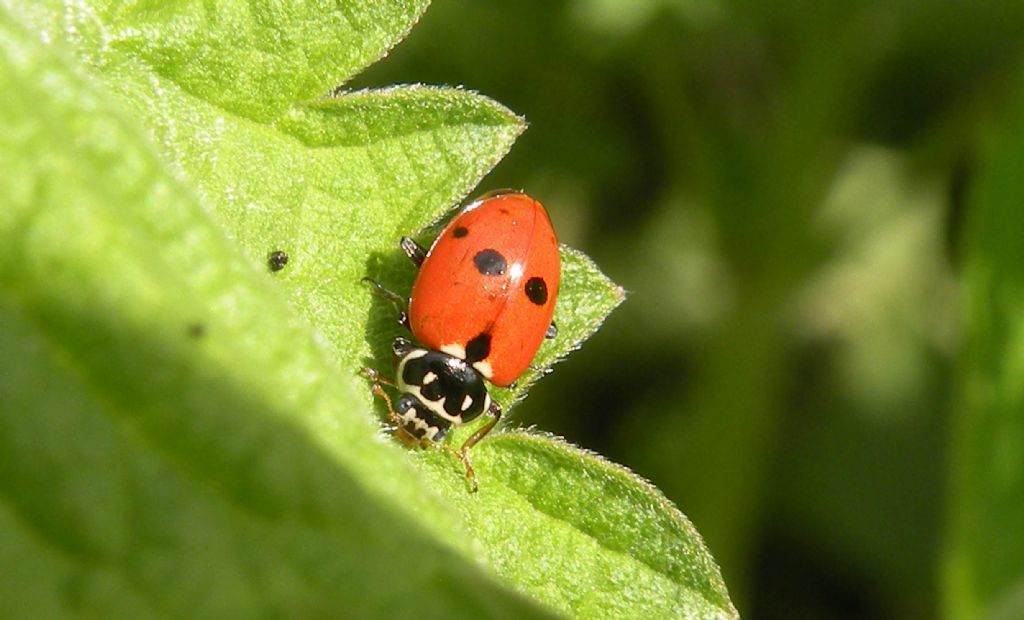 Hippodamia variegata, giusto? Giusto.