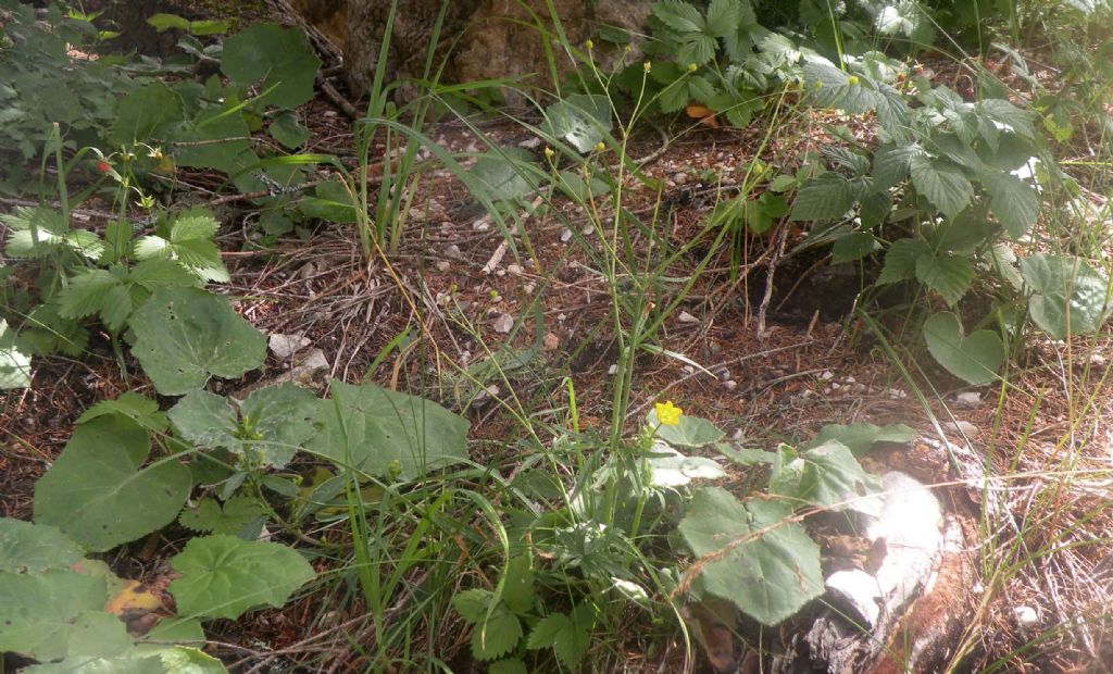 Dal lago di Carezza: Ranunculus....? R. acris