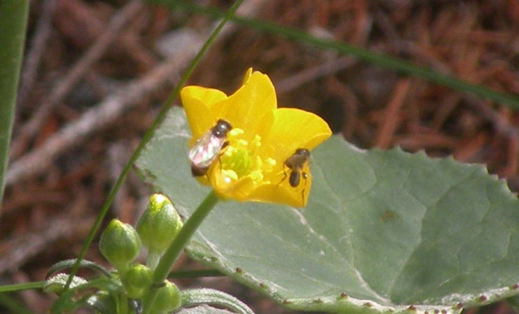 Dal lago di Carezza: Ranunculus....? R. acris